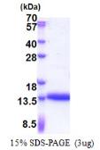 Human CRIP1 protein, His tag. GTX67316-pro