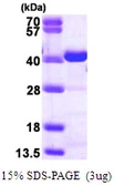 Human CrkL protein, His tag. GTX67318-pro