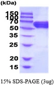 Human CRMP1 protein, His tag. GTX67319-pro