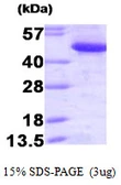 Human CtBP1 protein. GTX67342-pro