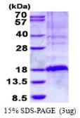 Human GILZ protein, His tag. GTX67362-pro
