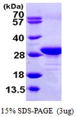 Human EEF1B2 protein, His tag. GTX67366-pro
