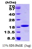 Human 4E-BP1 protein, His tag. GTX67373-pro