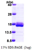 Human 4E-BP2 protein, His tag. GTX67374-pro