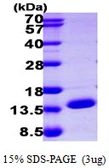 Human ERH protein, His tag. GTX67379-pro