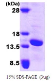 Human FABP5 protein. GTX67386-pro