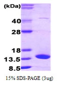 Human FABP7 protein. GTX67388-pro