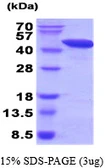 Human FEN1 protein. GTX67390-pro