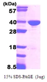 Human GAPDH protein. GTX67406-pro