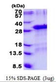 Human GFER protein, His tag. GTX67411-pro