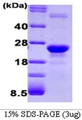 Human Glyoxalase I protein. GTX67413-pro