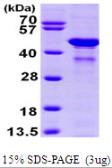 Human Glutamine synthetase protein, His tag. GTX67415-pro