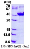 Human GNAI2 protein, His tag. GTX67420-pro