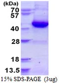Human GNAI3 protein, His tag. GTX67421-pro