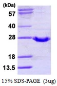 Human GPX2 protein, His tag. GTX67432-pro