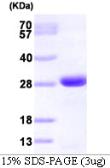 Human GRB2 protein, His tag. GTX67433-pro