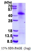 Human GTF2F2 protein, His tag. GTX67446-pro