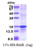 Human Histone H2A.Z protein, His tag. GTX67449-pro