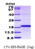 Human Histone H3 protein, His tag. GTX67450-pro