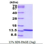 Human HINT1 protein. GTX67460-pro
