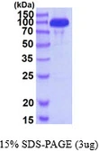 Human Hexokinase III protein, His tag. GTX67461-pro