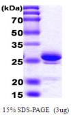 Human HMGB1 protein, His tag. GTX67464-pro