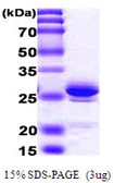 Human HMGB1 protein, His tag. GTX67464-pro