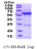 Human HMGCS1 protein, His tag. GTX67467-pro