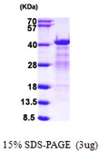 Human hnRNP C1/C2 protein, His tag. GTX67472-pro