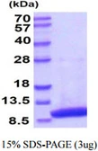 Human HSBP1 protein. GTX67479-pro