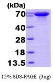 Human HSPA6 protein, His tag. GTX67484-pro