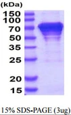 Human HSC70 protein, His tag. GTX67485-pro