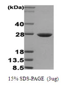 Human HSP27 protein. GTX67486-pro