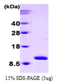 Human Cpn10 protein. GTX67491-pro