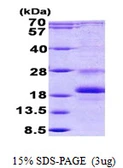 Human ID1 protein, His tag. GTX67494-pro