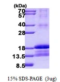 Human ID2 protein, His tag. GTX67495-pro