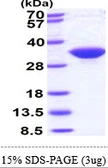 Human IMPA1 protein, His tag. GTX67499-pro