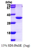 Human IMPA2 protein, His tag. GTX67500-pro
