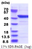 Human IDO1 protein, His tag. GTX67503-pro