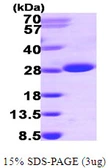 Human ITPase protein, His tag. GTX67506-pro