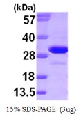 Human Ketohexokinase protein. GTX67508-pro