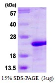Human MAFG protein, His tag. GTX67532-pro