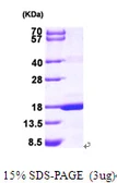 Human MAGOH protein, His tag. GTX67538-pro