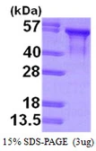 Human Tau protein, His tag. GTX67539-pro