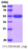Human MAT2A protein, His tag. GTX67544-pro