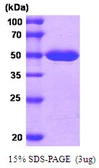 Human MAT2A protein, His tag. GTX67544-pro