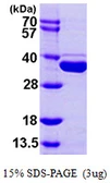 Human METTL1 protein, His tag. GTX67550-pro