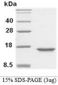 Human MIF protein, His tag. GTX67552-pro
