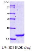 Human MIF protein. GTX67553-pro