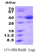 Human MIF protein, His tag. GTX67554-pro